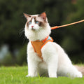 Reflective trim on the cat harness catching light after dark