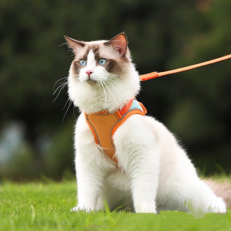 Reflective trim on the cat harness catching light after dark