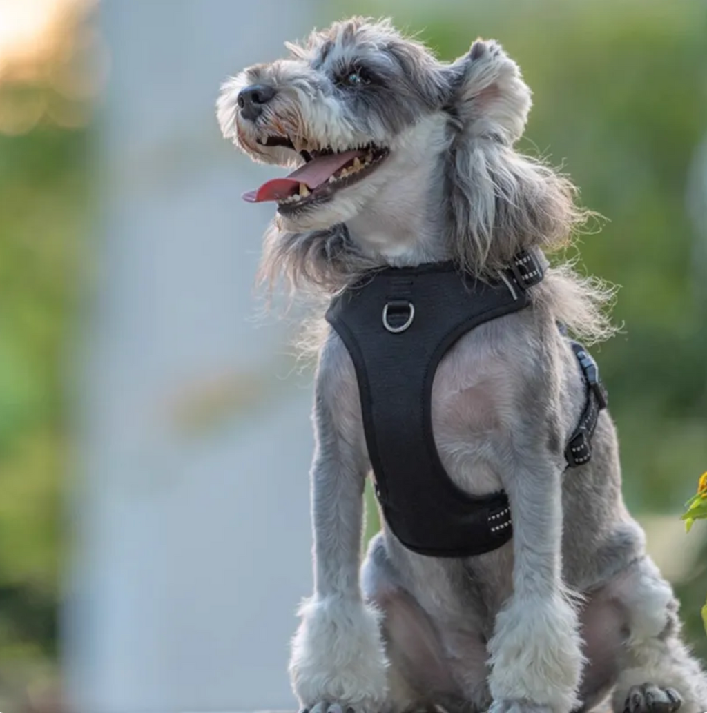 No-Pull Dog Harness with Leash