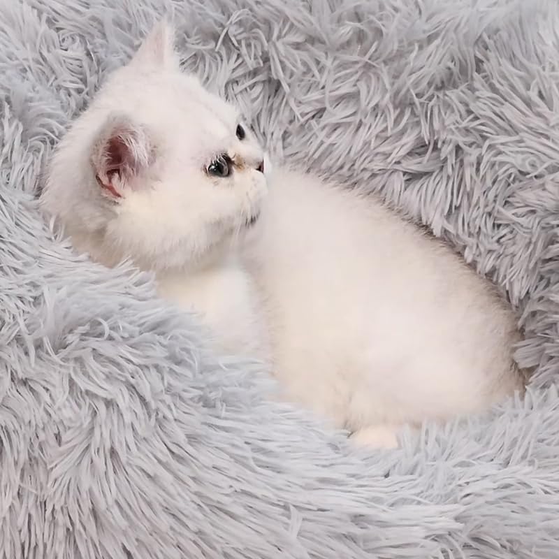 Fluffy calming donut pet bed 18 inch light grey – in use